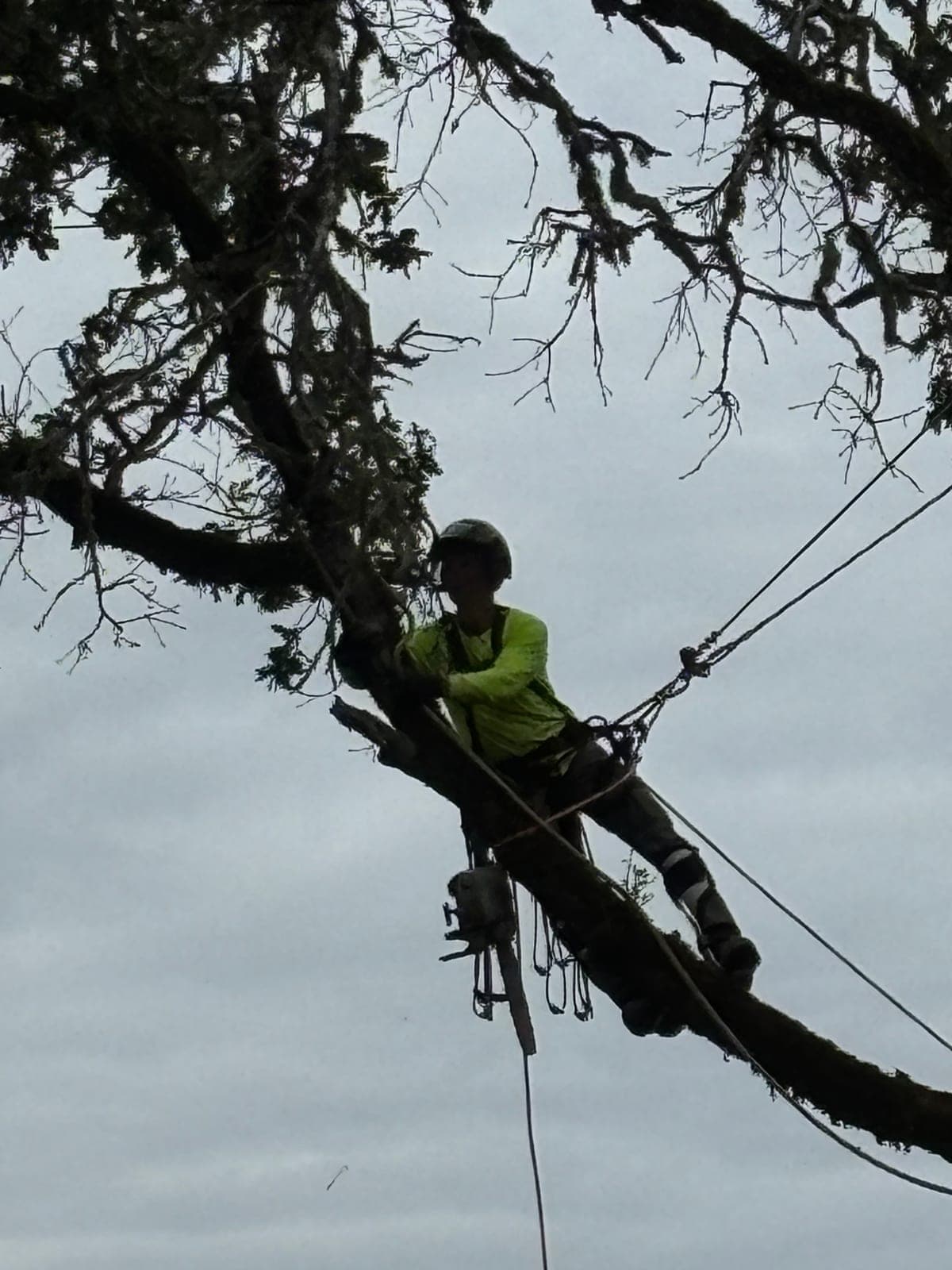Tree Trimming & Pruning